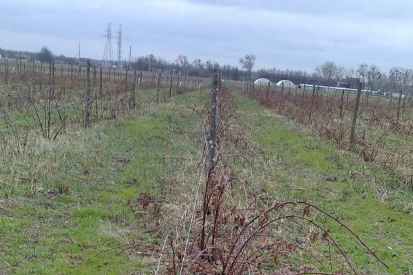 Продажа ягодного хозяйства по выращиванию органической клубники и малины в Киевской области